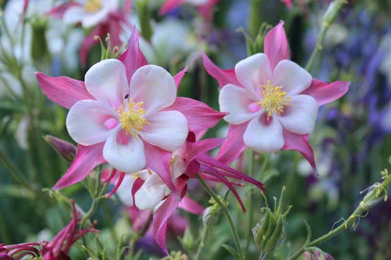 The Beginner's Guide to Cultivating Beautiful Columbine Plants