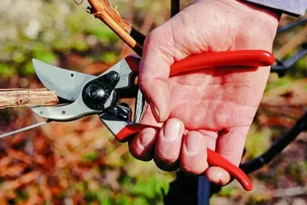 The Best Pruners for Every Budget and Garden Size