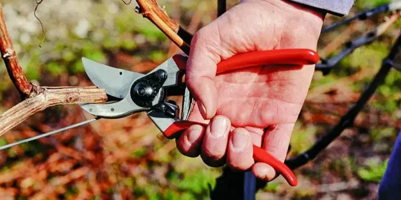 The Best Pruners for Every Budget and Garden Size