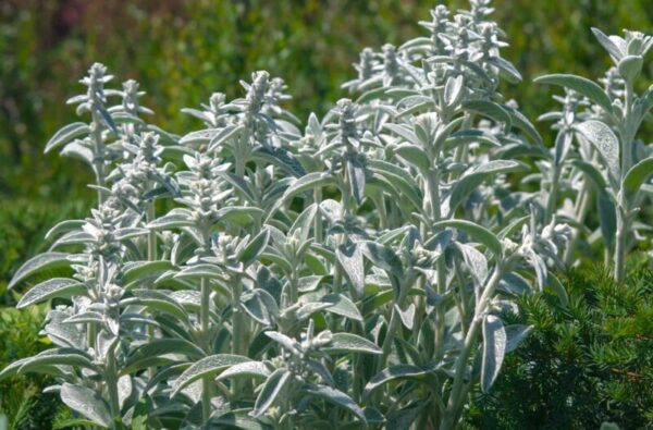 The Brightest Way to Brighten Your Landscape: Silver-Filled Plants