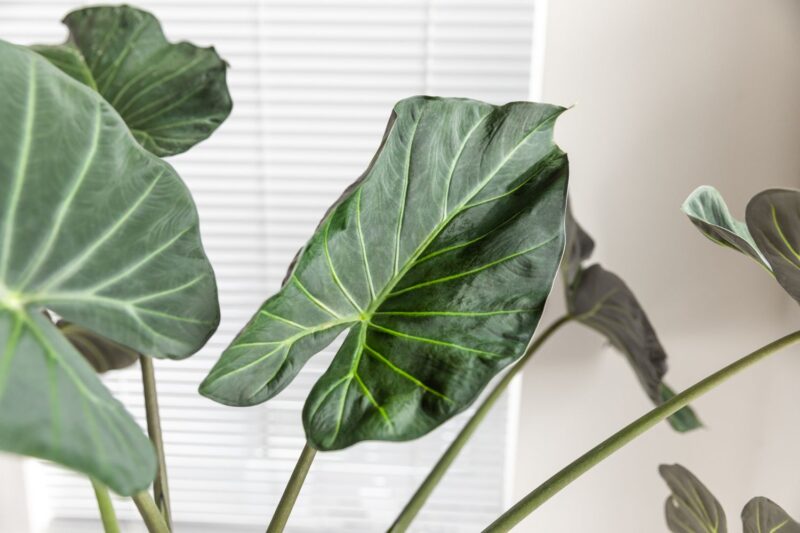 The Complete Alocasia Regal Shield Care Manual: Tips and Tricks for Success
