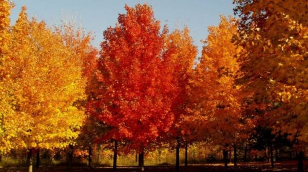 The Essential Steps to Growing Beautiful Shantung Maple Trees