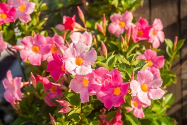 The Green Thumb's Guide to Mandevilla: Plant Care and Growing Tips