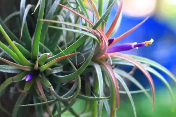 The Latest Trend in Houseplants: Hanging Jellyfish Air Plants