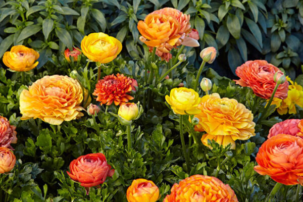 The Top Tips for Growing Beautiful Ranunculus Flowers in Your Garden