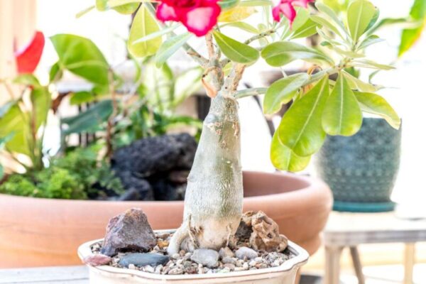 Tips and Tricks for Successfully Cultivating Desert Rose Plants Indoors