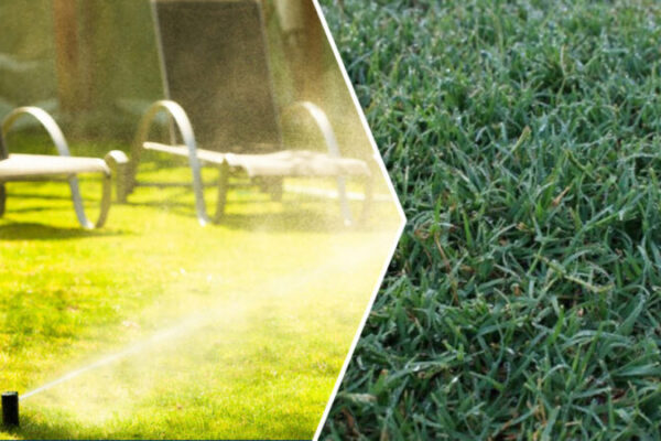 Tired of Bermuda Grass? Discover Proven Strategies to Eradicate It