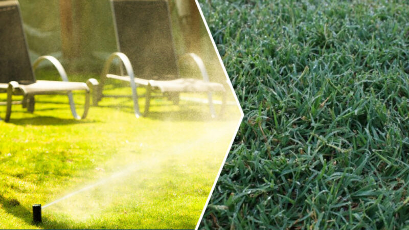 Tired of Bermuda Grass? Discover Proven Strategies to Eradicate It