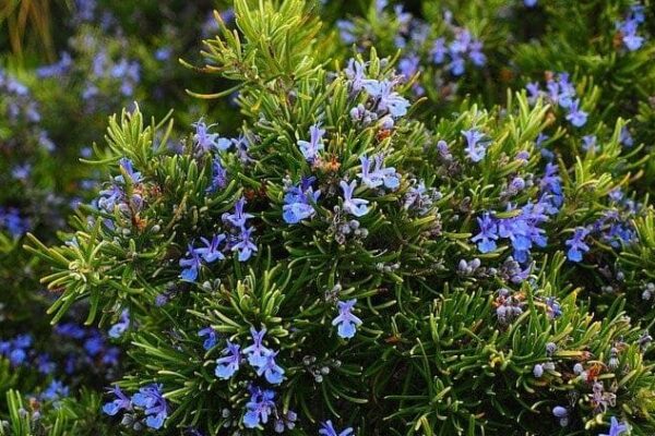 Unlock the Potential of Coast Rosemary: Elevate Your Landscape with this Versatile Shrub