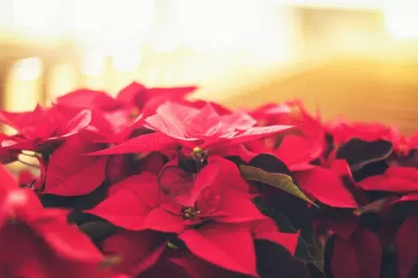 Your Complete Poinsettia Care Guide: Buying Tips and Maintenance Secrets
