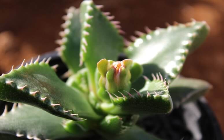 Master the Art of Growing Tiger Jaws Succulent with These Pro Tips