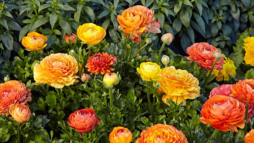 Captivating Ranunculus: How to Grow and Care for These Gorgeous Flowers