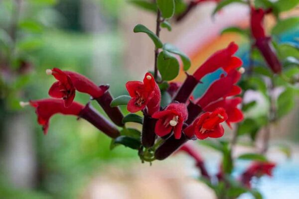 Discover the Secret to Thriving Lipstick Plants Expert Tips and Tricks
