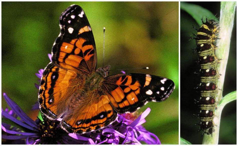 From Caterpillar to Butterfly: The Journey of the Butterfly Rose