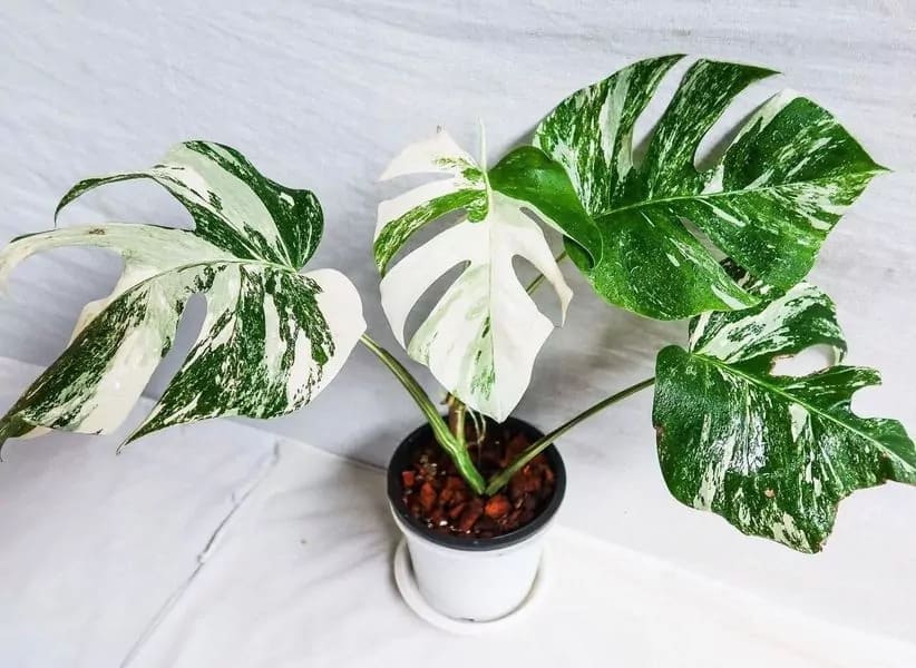 Monstera Albo: A Stunning Addition to Your Plant Collection