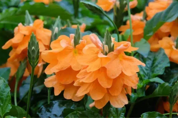 Orange Flowers: A Burst of Color in Nature's Palette