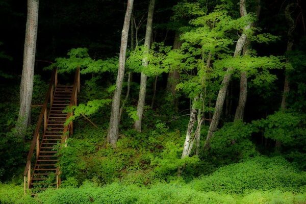 The Fascination of Stairs in the Woods: A Journey of Wonder