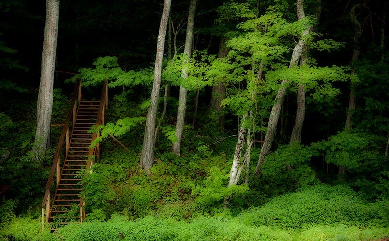 The Fascination of Stairs in the Woods: A Journey of Wonder