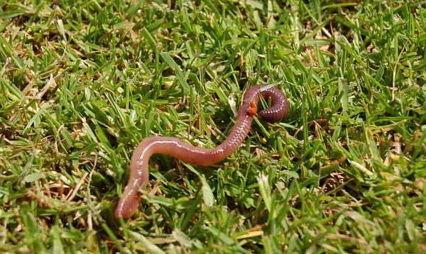 The Impact of Lawn Worms on Your Garden: Understanding the Damage When it comes to maintaining a lush and vibrant garden, there are numerous factors to consider. From soil quality to pest control, every detail matters. In this comprehensive article, we will delve into the intricate world of lawn worms and their potential impact on your garden. Understanding the damage caused by these tiny but potent creatures is crucial for ensuring the health and beauty of your outdoor space. Introduction to Lawn Worms Lawn worms, also known as earthworms, are a vital part of the ecosystem in any garden. They are nature's recyclers, breaking down organic matter and enriching the soil with their castings. These castings contain essential nutrients that can benefit your garden. However, it's essential to strike a balance when it comes to lawn worms because their presence can both positively and negatively affect your garden. The Positive Effects Before we dive into the potential damage caused by lawn worms, let's acknowledge the benefits they bring to your garden: Improved Soil Structure: Lawn worms burrow through the soil, creating channels that allow air and water to penetrate. This enhanced soil structure promotes better root growth and overall plant health. Nutrient-Rich Castings: As mentioned earlier, lawn worms produce nutrient-rich castings that act as a natural fertilizer for your garden. This organic matter adds essential minerals and microorganisms to the soil. Aeration: The tunneling activity of lawn worms aerates the soil, preventing compaction and improving drainage. This is especially beneficial during heavy rainfall. Microbial Activity: Lawn worms enhance microbial activity in the soil, which is essential for breaking down organic matter and making nutrients available to plants. The Potential Damage While the positive effects of lawn worms on your garden are undeniable, there are situations where their presence can lead to damage: Overpopulation: An excessive number of lawn worms can disrupt the soil structure, leading to waterlogging and poor aeration. This, in turn, can harm plant roots and reduce their access to oxygen. Casting Mounds: Although worm castings are beneficial, large mounds of castings on the surface can interfere with mowing and make your lawn uneven. Attracting Pests: The organic matter in worm castings can also attract other pests, such as moles and birds, which may disrupt your garden. Identifying Lawn Worm Damage To address potential issues in your garden caused by lawn worms, you must first identify the damage. Here are some common signs to look for: 1. Patchy or Discolored Lawn If you notice areas of your lawn turning patchy or discolored, it could be a sign of overpopulation of lawn worms. These areas might be waterlogged and deprived of essential nutrients. 2. Uneven Surface Large casting mounds can make your lawn uneven and challenging to walk or mow on. If you're constantly tripping over these mounds, it's time to take action. 3. Increased Pest Activity Keep an eye out for an increase in pest activity, such as moles or birds digging into your lawn. Lawn worms' castings can attract these unwanted guests. Managing Lawn Worms in Your Garden Now that you've identified the potential damage caused by lawn worms, let's discuss how to manage them effectively. 1. Avoid Chemical Pesticides Using chemical pesticides to control lawn worms may harm beneficial organisms in your garden. It's best to explore natural alternatives. 2. Adjust Lawn Mowing Techniques If you have casting mounds on your lawn, consider adjusting your mowing techniques. A higher mowing height can help you avoid disturbing the surface. 3. Promote Balanced Soil Health Maintaining a balanced soil environment is crucial. Regularly aerate your lawn and ensure proper drainage to discourage overpopulation of lawn worms. 4. Encourage Natural Predators Introducing natural predators like nematodes can help keep lawn worm populations in check. Conclusion In conclusion, understanding the impact of lawn worms on your garden is essential for maintaining its health and beauty. While these tiny creatures offer numerous benefits, such as improved soil structure and nutrient-rich castings, they can also cause damage when their population gets out of control. By identifying the signs of damage and implementing appropriate management strategies, you can strike a balance that ensures your garden thrives. Remember, lawn worms are just one piece of the puzzle when it comes to garden maintenance. By staying informed and taking proactive steps, you can enjoy a vibrant and healthy outdoor space that stands out on Google search results.