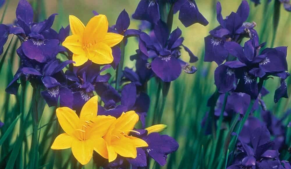 Unlock the Beauty of Purple and Yellow Flowers A Comprehensive Guide
