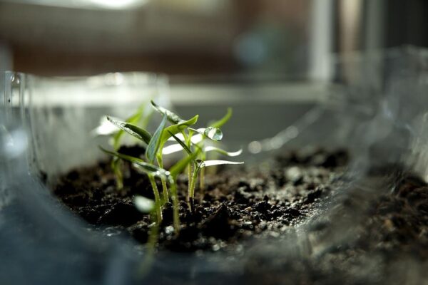 Unveiling the Power of Fast Growing Plants for Science Projects