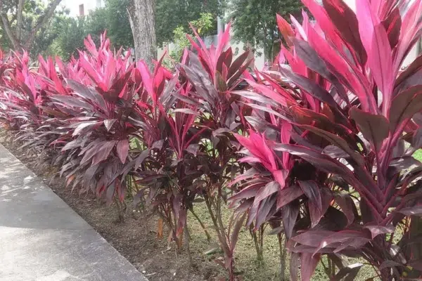Cordyline: The Secret to Adding Tropical Vibes to Your Garden