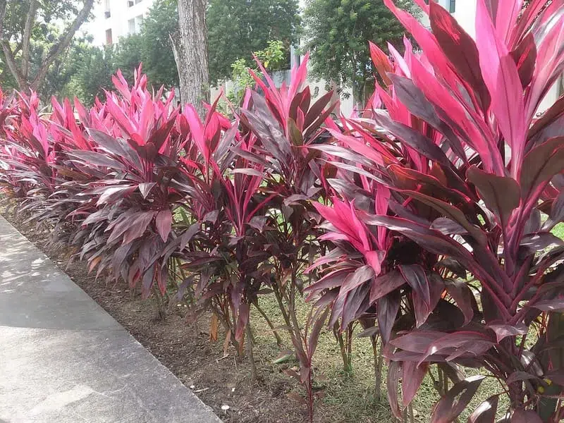 Cordyline: The Secret to Adding Tropical Vibes to Your Garden