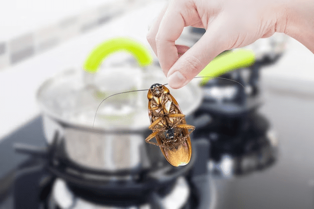 Home Remedies For Cockroaches