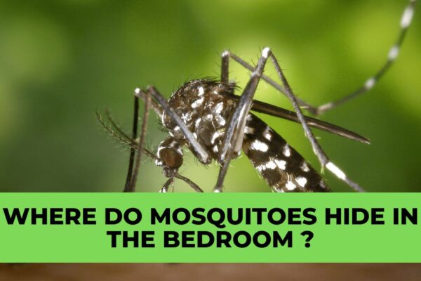 Decoding the Elusive World of Mosquito Hideouts in Your Bedroom