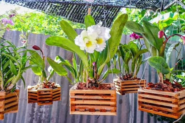 Orchid in Pot A Comprehensive Guide to Growing and Caring for Your Orchid