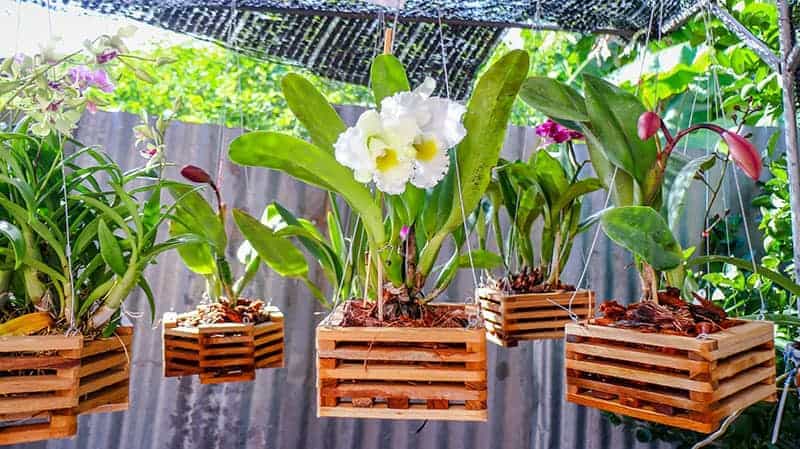Orchid in Pot A Comprehensive Guide to Growing and Caring for Your Orchid