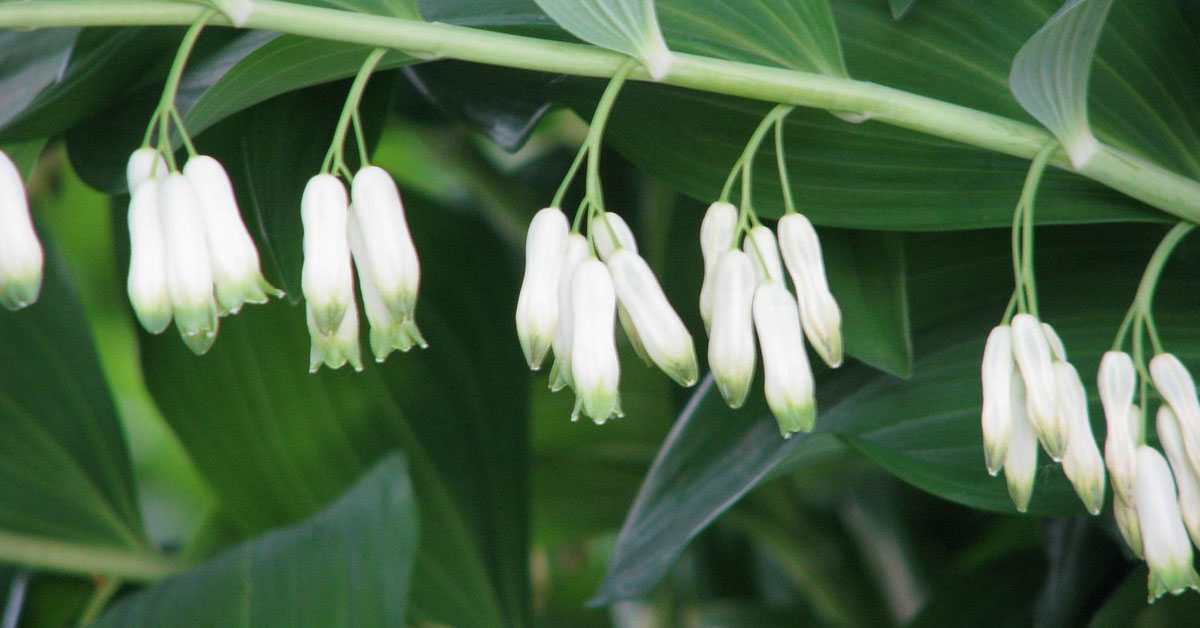 Solomon Seal Plant stands as a testament to the enduring connection between humanity and the natural world. From its rich history to its diverse uses, this botanical marvel continues to inspire awe and wonder across generations